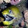 undulated_moray8 