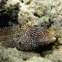 whitemouse_moray2