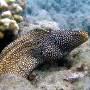 whitemouse_moray3