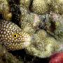 whitemouse_moray_juvenile