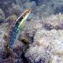 wrasse