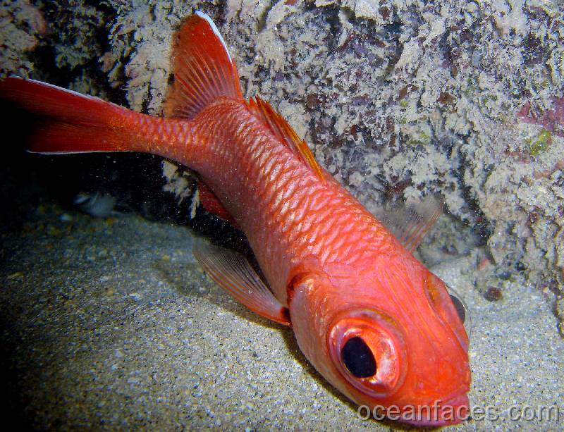 bigscale_soldierfish1 