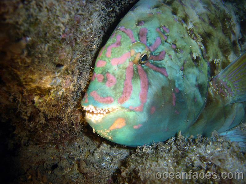 stareye_parrotfish3 