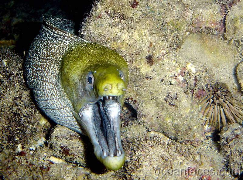 undulated_moray20 