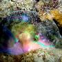 Parrotfish_in_cocoon 