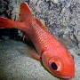 bigscale_soldierfish1