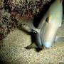 bluelined_surgeonfish2