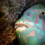 stareye_parrotfish 