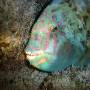 stareye_parrotfish3 