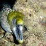 undulated_moray20 