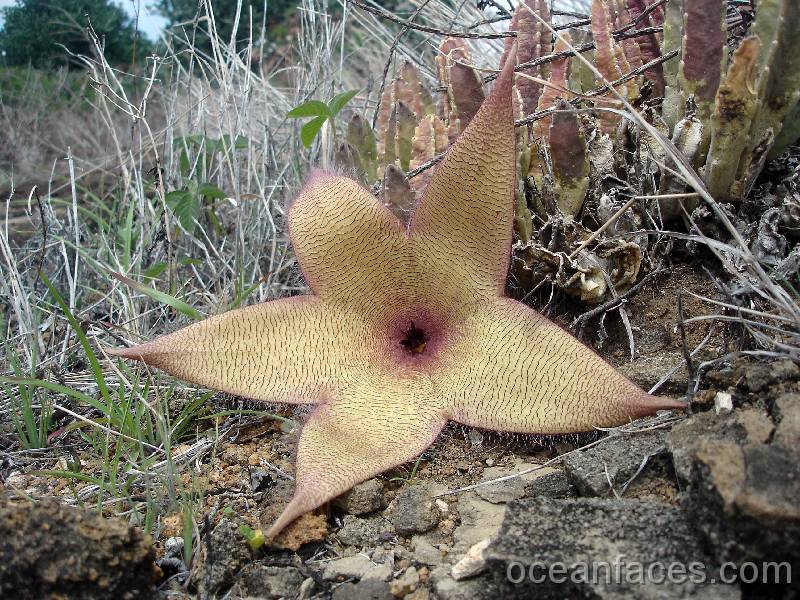 Yellow_cactus2 