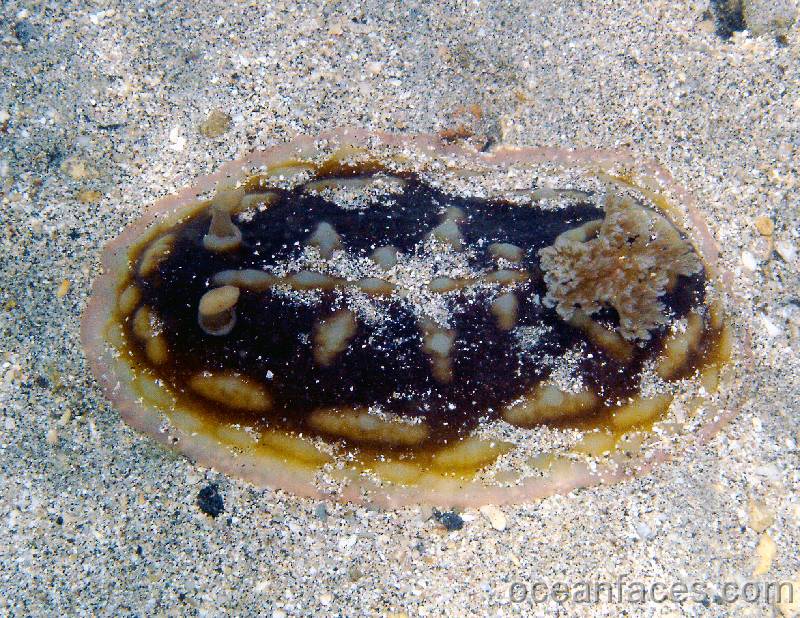 clumpy_nudibranch 