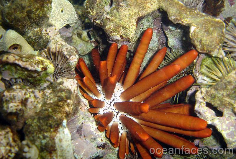 red_pencil_urchin 