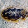 clumpy_nudibranch 