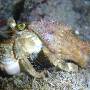 pale_anemone_crab2 