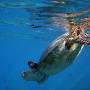 turt_diving1 