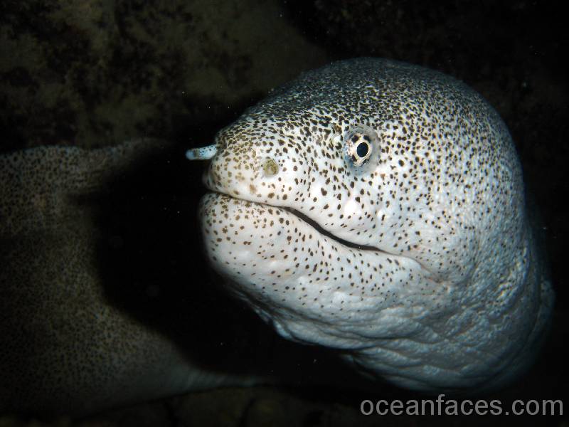 Peppered moray 