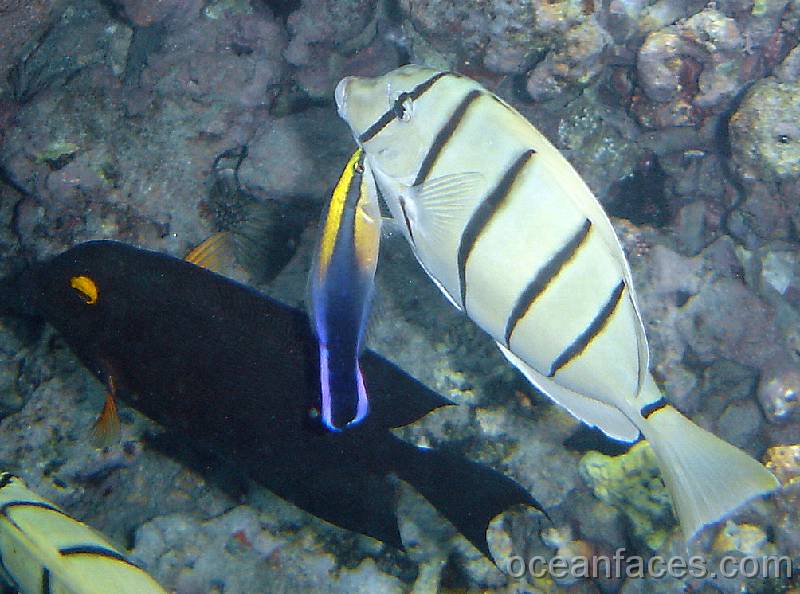 Hawaiiann_cleaner_wrasse 