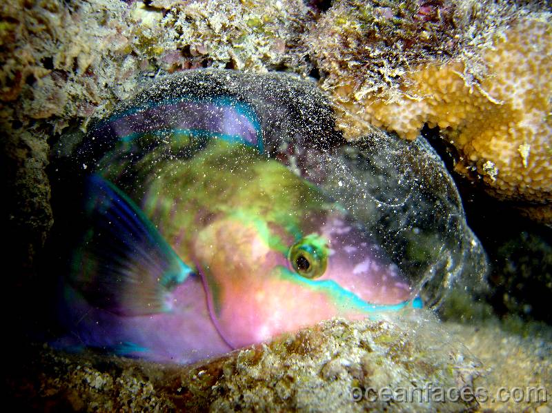 Parrotfish_in_cocoon 