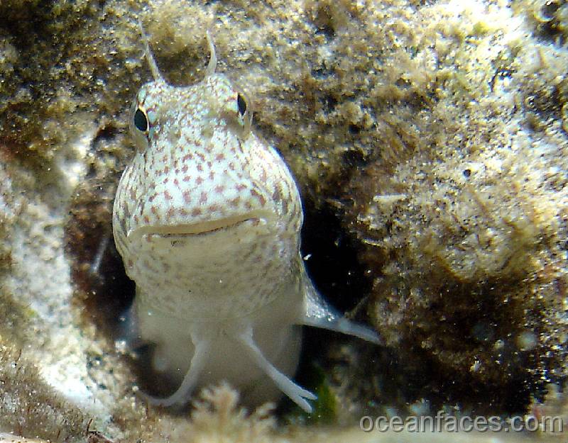 blenny_2 