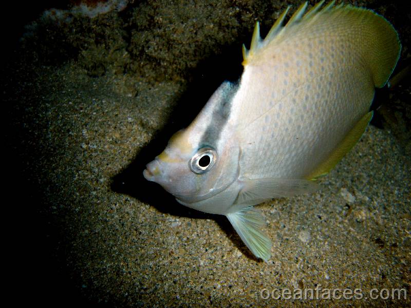 butterflyfish 