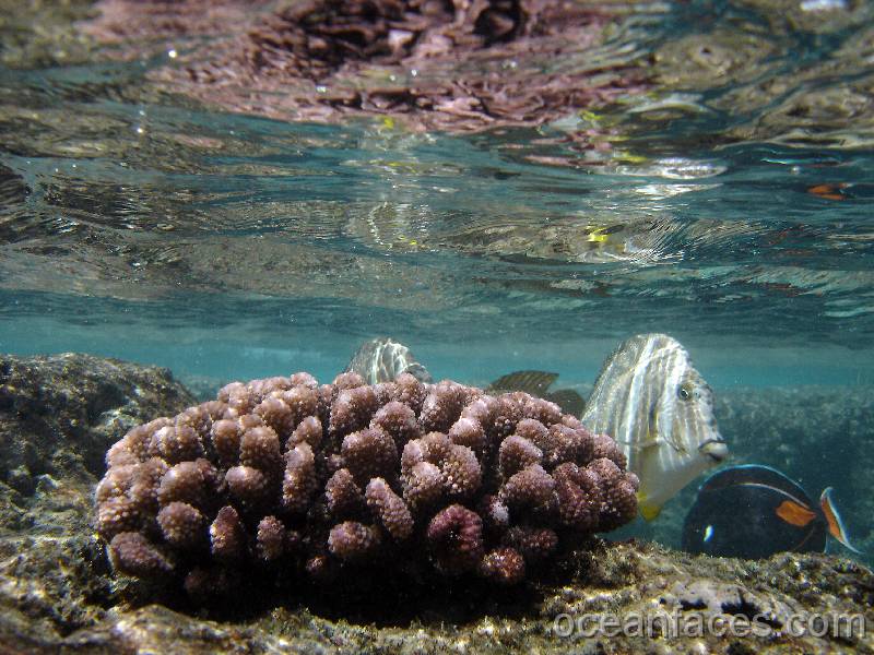 cauliflower_coral_whitespotted_surgeonfish 