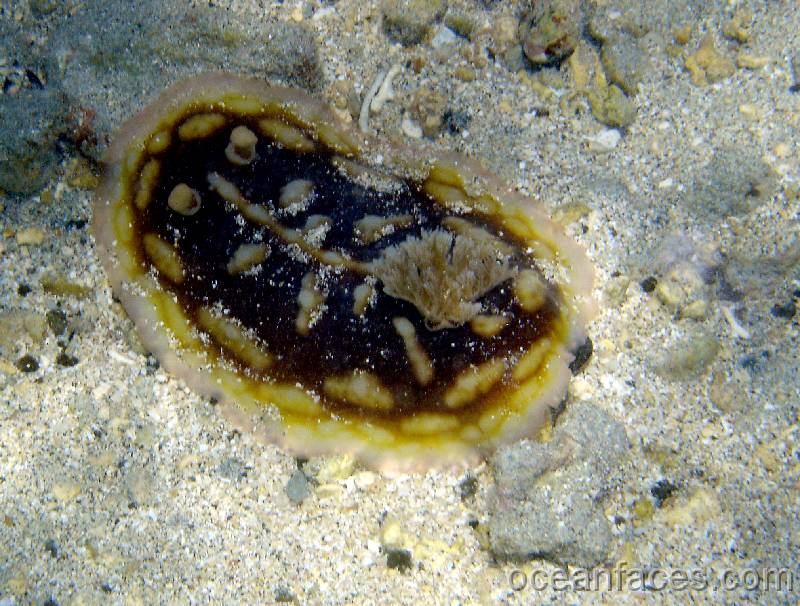 clumpy_nudibranch2 