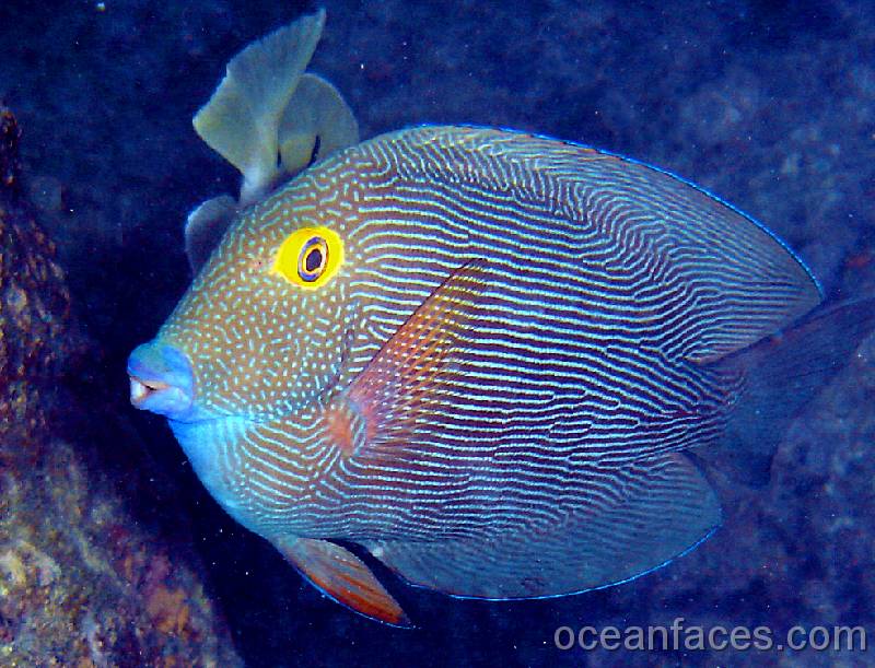 goldring_surgeonfish 