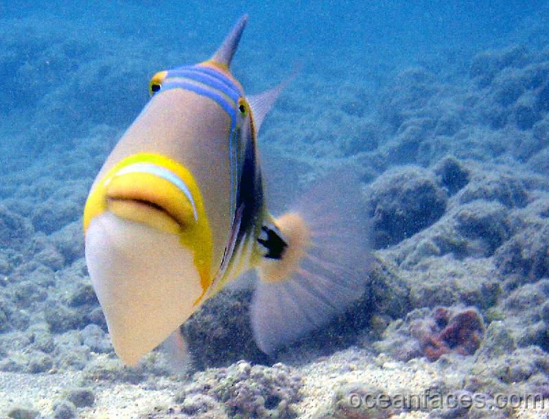 lagoon_triggerfish5 