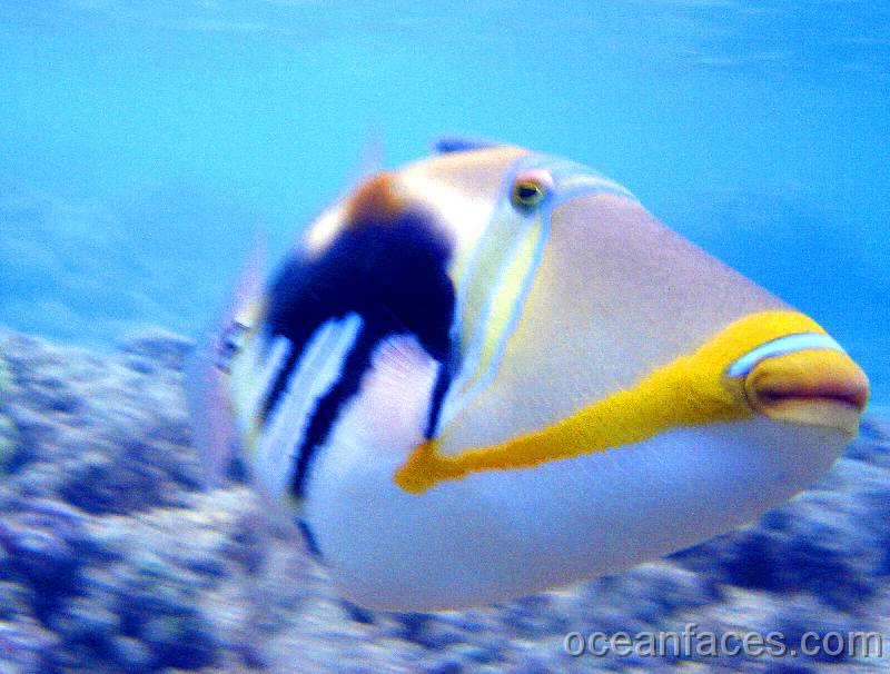 lagoon_triggerfish7 