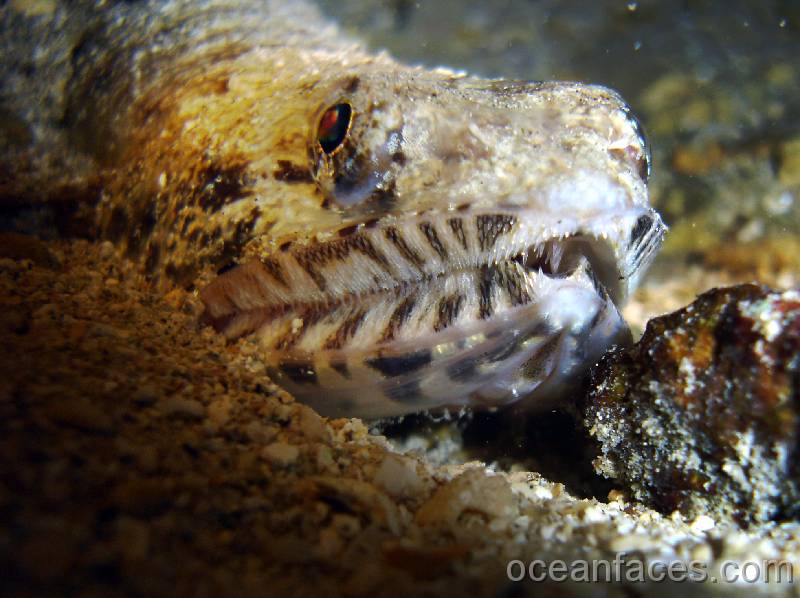 lizardfish3 