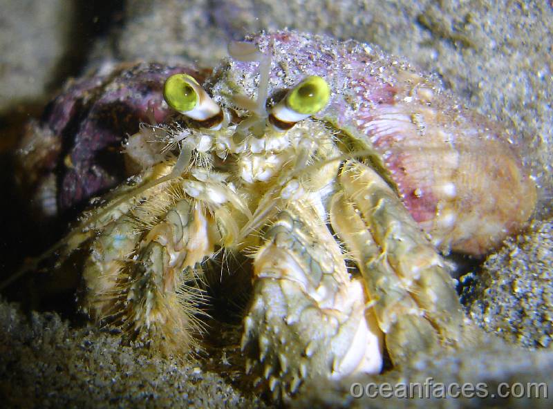 pale_anemone_crab 