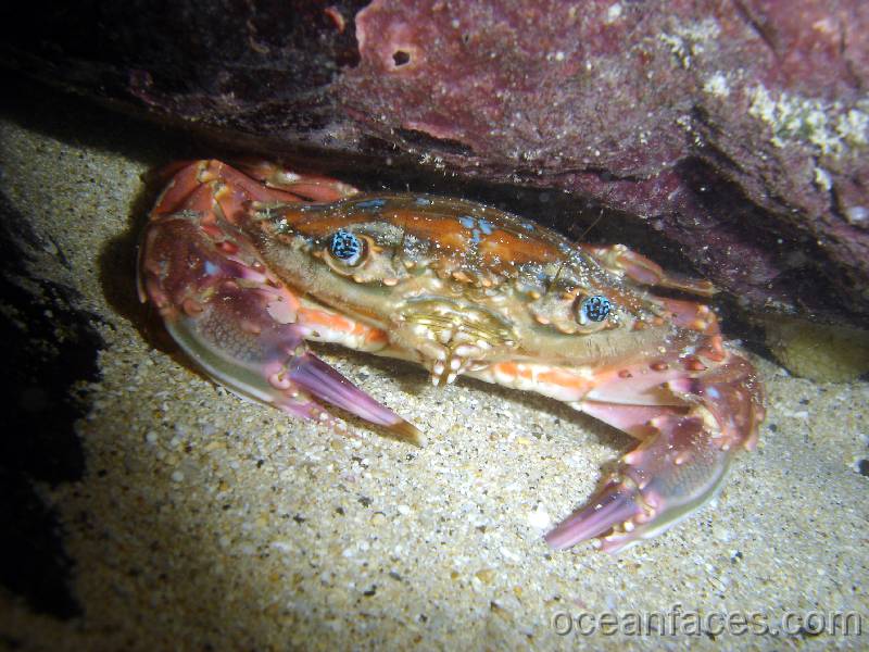 rainbow_swimming_crab 