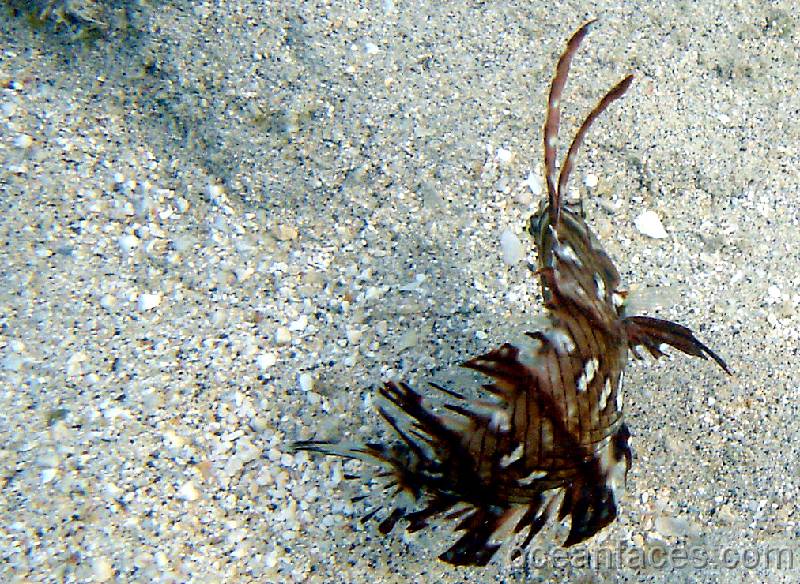 rockmover_wrasse_juvenile4 