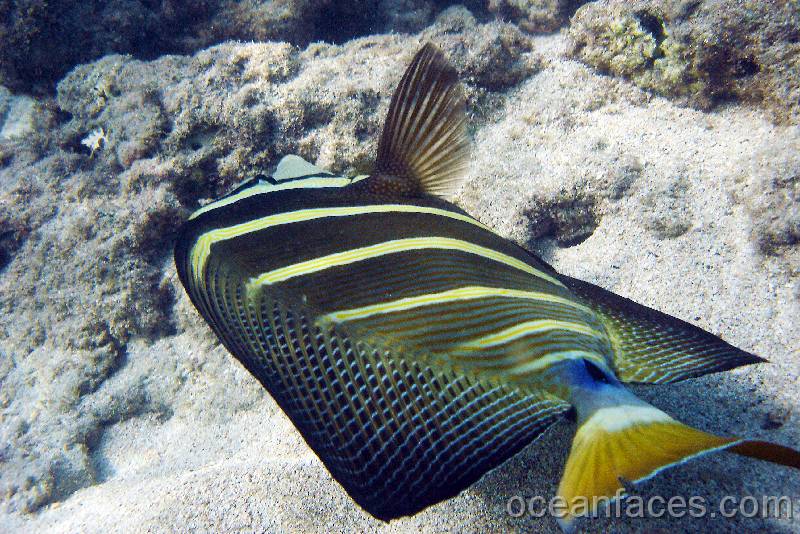 sailfin 