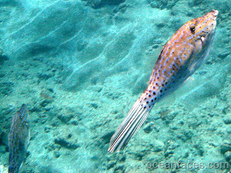 scribbled_filefish 