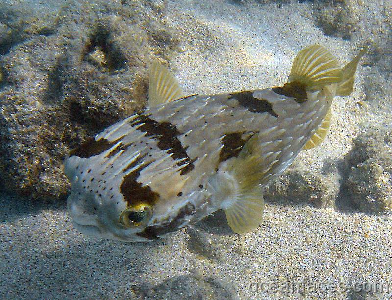 spiny_balloonfish 