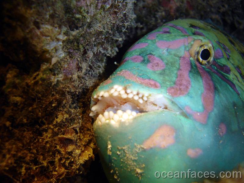 stareye_parrotfish 