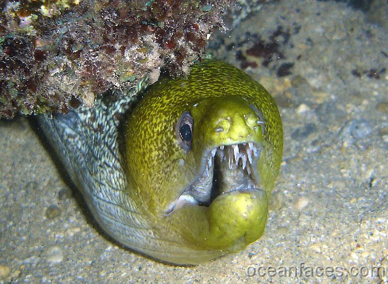 undulated_moray1 