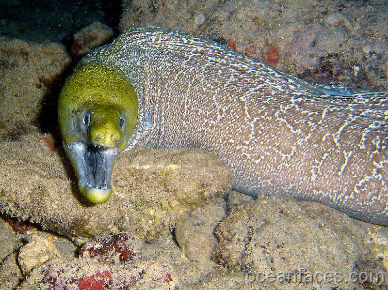 undulated_moray3 