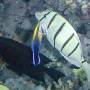 Hawaiiann_cleaner_wrasse