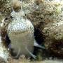 blenny_2 