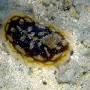 clumpy_nudibranch2 