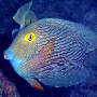 goldring_surgeonfish