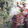 jeweled_anemone_crab