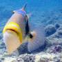 lagoon_triggerfish5