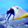 lagoon_triggerfish7 