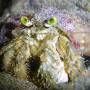 pale_anemone_crab