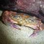 rainbow_swimming_crab 