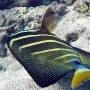 sailfin